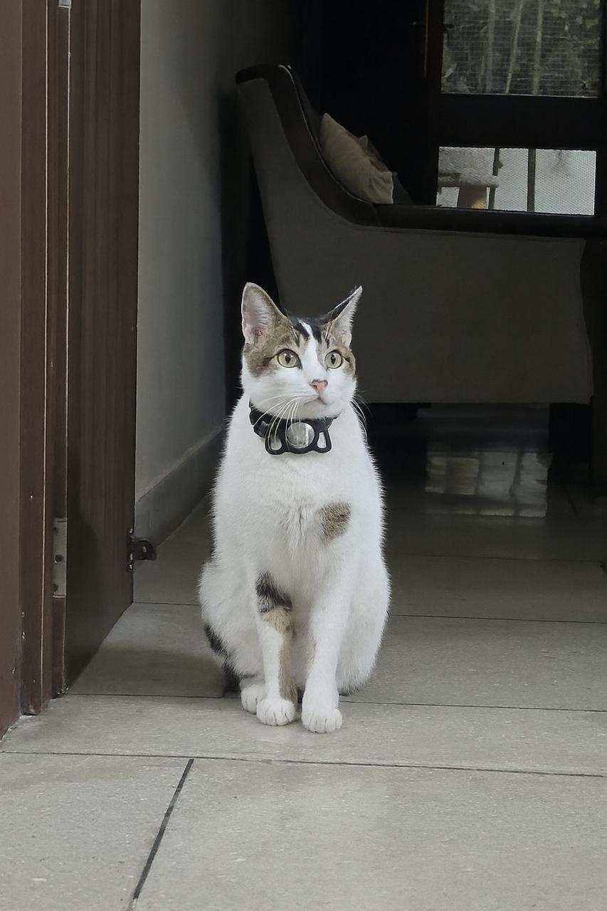 Mishu — CEO of CatBnB